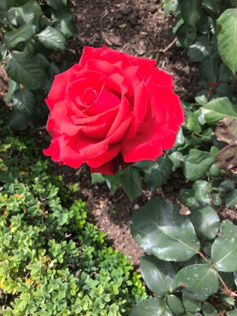 Obituary of Sandra Roberta Wright