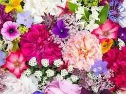 Obituary of Linda Lee Tanis