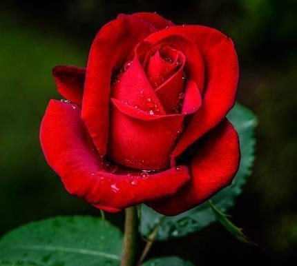 Obituary of Neil Alan Mitchell