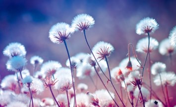 Obituary of Candice Goodson