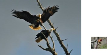 Obituary of Bruce Frederick WEBSTER