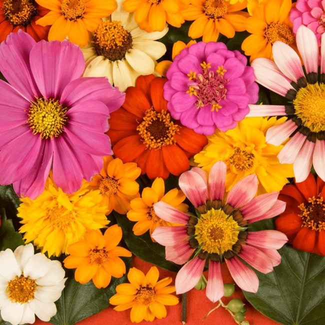 Obituary of Donna Short Turner