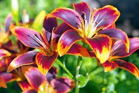 Obituary of Beverly A. Miller