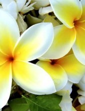 Obituary of Victor Marshall Knoblauch