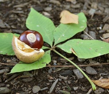 Obituary of Carmen Louise Luce
