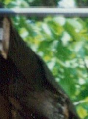 Donald McCarthy Jr. Obituary - Staten Island, NY