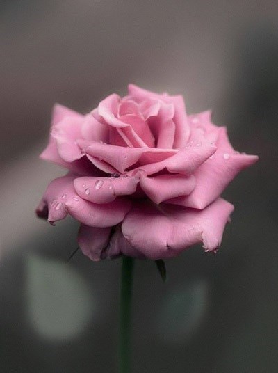 Obituary of Juanita E. Shaffer