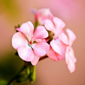 Avis de décès de Wendy W. Moore