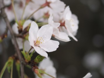 Obituary of Violet Hope Grom