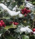 Obituary of Alfred Fredericks