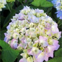 Obituary of Wilma Sonderman