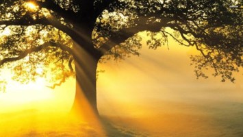 Obituary of Jerry Dillard Harris