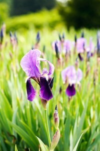 Obituary of Irene Ilse Bonner