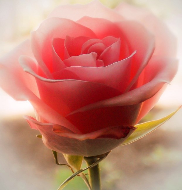 Obituary of Betty Lawrence Nunley