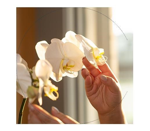 Obituary of Roy Lee Adams