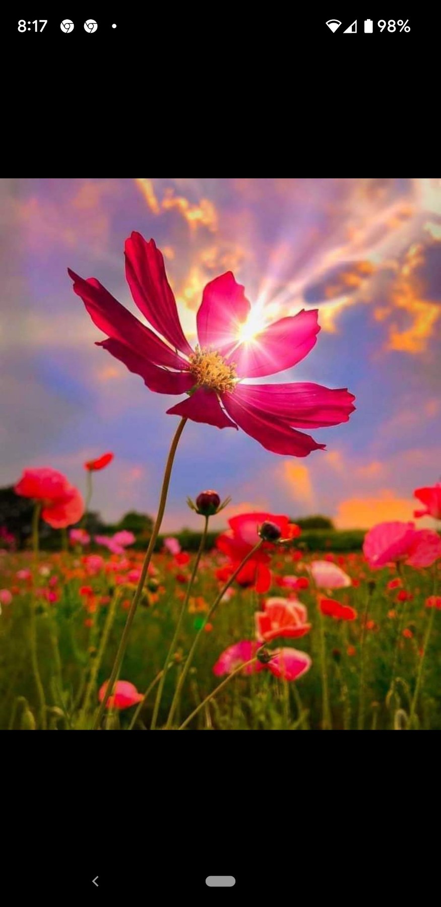 Obituary of Judy Fay Hicks