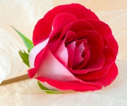 Obituario de Judith Ann Irwin