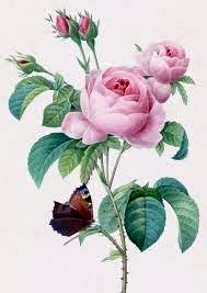 Obituary of Yolanda Herrera