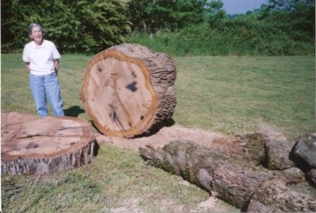 Obituary of Mrs Freddie Elizabeth Barrett