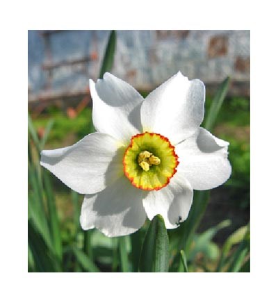 Obituary of Carolyn June Gray