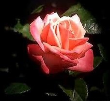 Obituary of Alta Mae Davlin