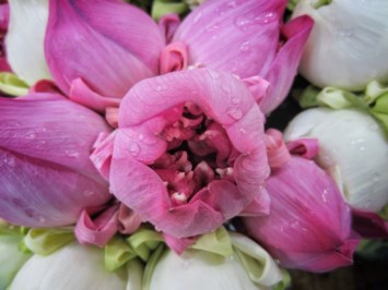 Obituary of Suda Sae Bae Carey