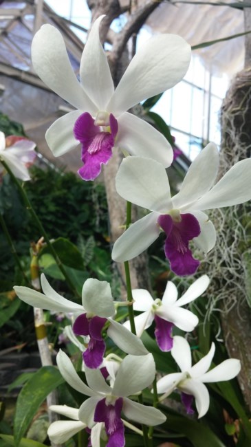 Obituary of Lillian Louise Matsuda