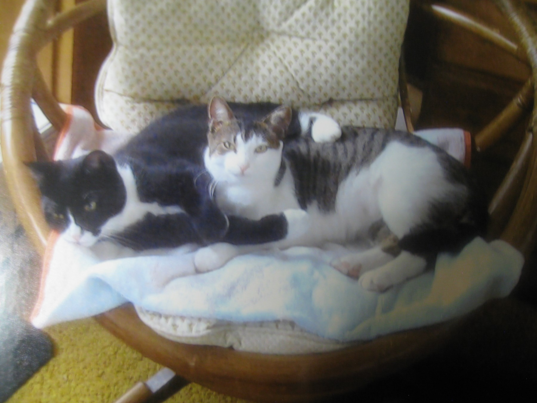 Lorraine Miniutti Obituary Concord Nh