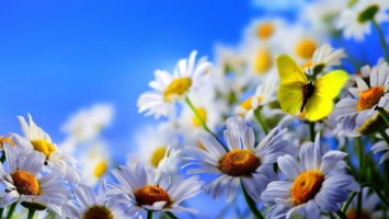 Obituary of Anna Bily