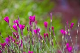 Obituary of Dennis Morton