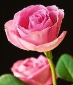 Obituary of Angeline Antonelli