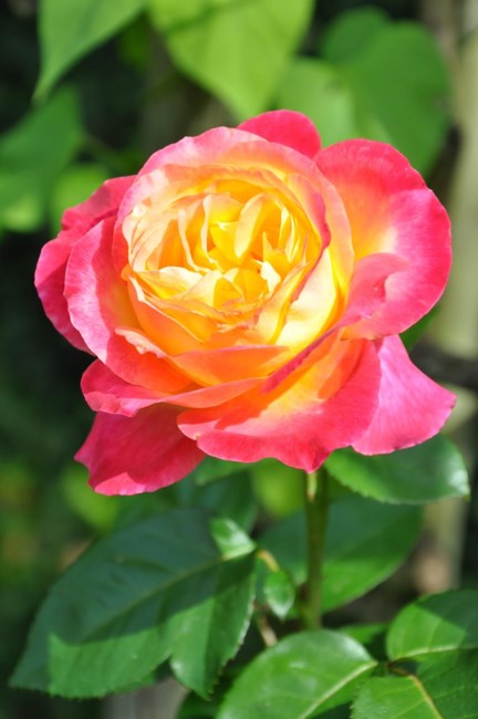 Obituary of Gloria Elaine Loftis