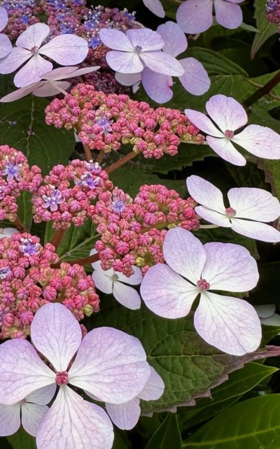 Obituary of Yong Ip Lai