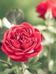 Obituario de Deborah Hosea McGoodwin