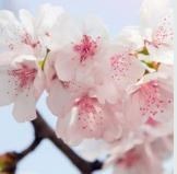 Obituary of Rosa Emma Méndez