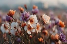 Avis de décès de Cristy Paulanne Bayer