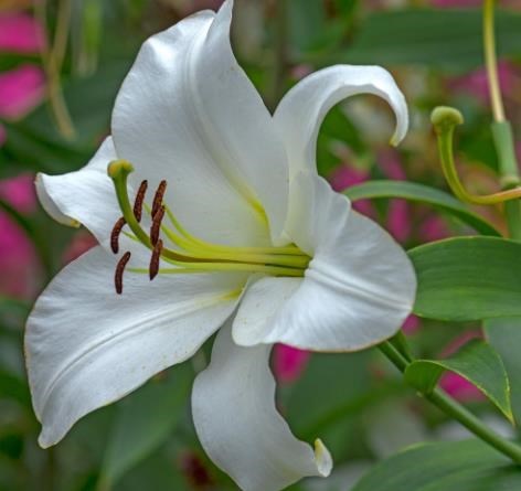 Obituary of Phan Van Pham