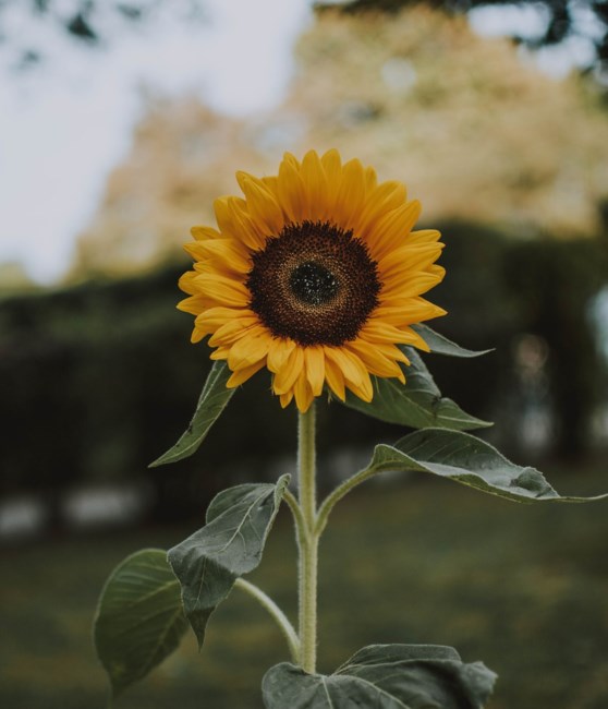 Obituary of Rosemary Rita Jaeger