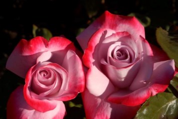 Obituary of Ivy Lorraine Johnson