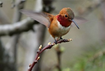 Obituary of Elizabeth Grace MATTHEWS