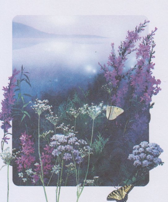 Obituary of Stella Rotella