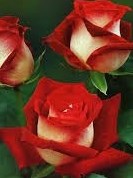 Obituary of Betty Brooks
