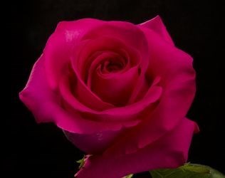 Avis de décès de Joan (Mulligan) Collins