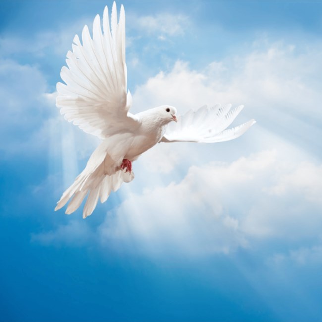 Obituary of Thomas Jason Bright