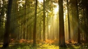 Obituary of Erwin Paul Shieron