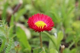 Obituary of Helen "Lynn" Davies