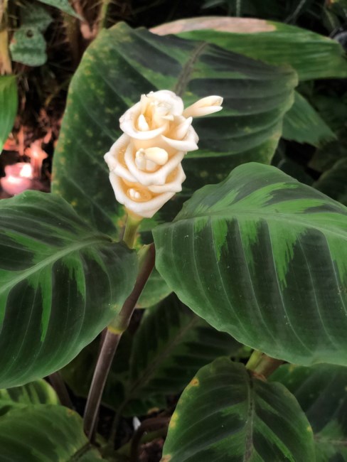 Vincent Brennan Obituary Sarasota Fl