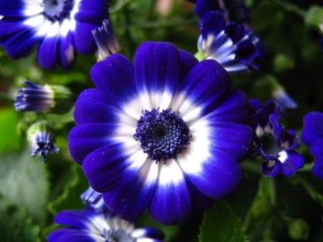 Obituary of Nancy Leona Pittman