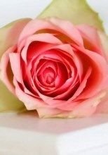 Obituary of Betty J. Primm