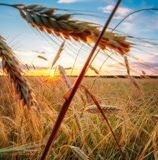 Obituary of Hank J Hyman